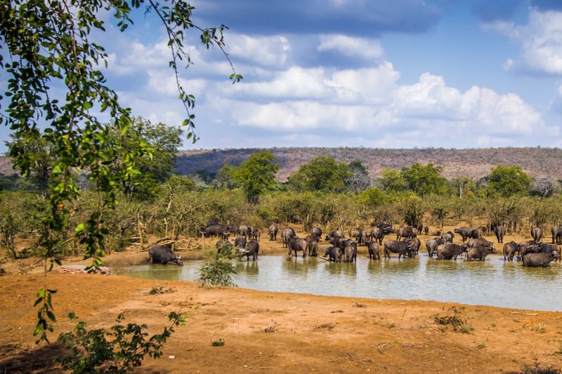 A herd of buffalo drinking at a waterhole in the lowveld.